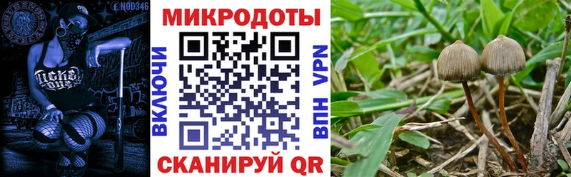 Псилоцибиновые грибы Psilocybe  где продают   Александровск 